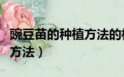 豌豆苗的种植方法的相关视频（豌豆苗的种植方法）