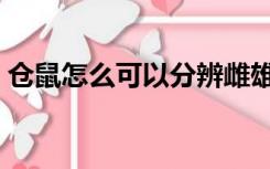 仓鼠怎么可以分辨雌雄（怎么分辨仓鼠雌雄）