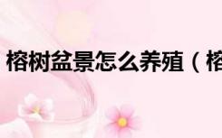 榕树盆景怎么养殖（榕树盆景怎么养出苔藓）