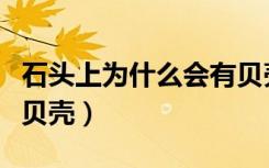 石头上为什么会有贝壳呢（石头上为什么会有贝壳）