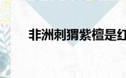 非洲刺猬紫檀是红木吗（非洲刺猬）