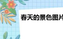 春天的景色图片（春天的景色）