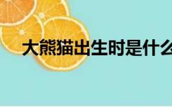 大熊猫出生时是什么颜色（大熊猫出生）