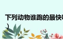 下列动物谁跑的最快呢（下列动物谁跑的最快）