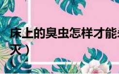 床上的臭虫怎样才能杀绝（床上的臭虫怎么消灭）