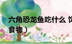 六角恐龙鱼吃什么 饲料（六角恐龙鱼吃什么食物）