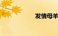 发情母羊做的感觉
