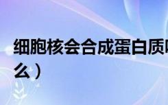 细胞核会合成蛋白质吗（细胞核能合成蛋白质么）