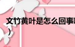 文竹黄叶是怎么回事啊（文竹黄叶是怎么回事）