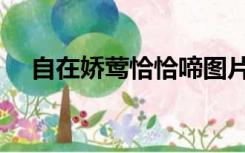 自在娇莺恰恰啼图片（自在娇莺恰恰啼）