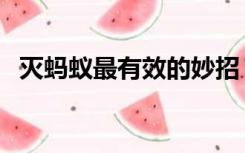 灭蚂蚁最有效的妙招（灭蚂蚁最有效的药）