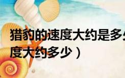 猎豹的速度大约是多少千米每小时（猎豹的速度大约多少）