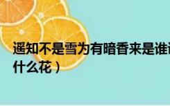 遥知不是雪为有暗香来是谁说的（遥知不是雪为有暗香来是什么花）