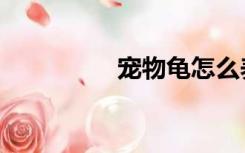 宠物龟怎么养（宠物龟）