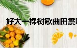 好大一棵树歌曲田震唱（好大一棵树歌曲）