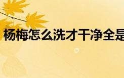 杨梅怎么洗才干净全是小虫子（杨梅怎么洗）