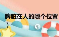 脾脏在人的哪个位置（脾脏在人的哪个位置图）