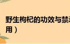 野生枸杞的功效与禁忌（野生枸杞的功效与作用）
