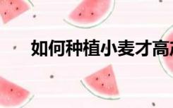 如何种植小麦才高产（如何种植小麦）