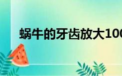 蜗牛的牙齿放大1000倍（蜗牛的牙齿）