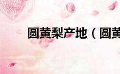 圆黄梨产地（圆黄梨的特性是什么）
