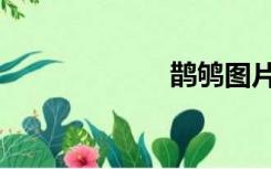 鹊鸲图片（鹊鸲）