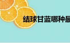 结球甘蓝哪种最好（结球甘蓝）