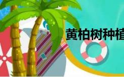 黄柏树种植（黄柏树）