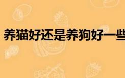 养猫好还是养狗好一些（养猫好还是养狗好）