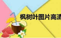 枫树叶图片高清（枫树叶图片）