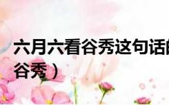 六月六看谷秀这句话的意思是什么（六月六看谷秀）