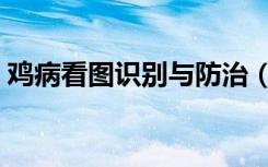 鸡病看图识别与防治（鸡病看图识别与防治）