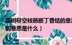 霜树尽空枝肠断丁香结的意思简短（霜树尽空枝肠断丁香结的意思是什么）