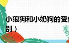 小狼狗和小奶狗的受伤（小狼狗和小奶狗的区别）