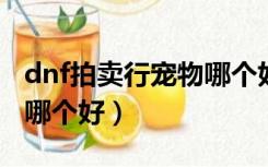 dnf拍卖行宠物哪个好2019（dnf拍卖行宠物哪个好）