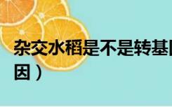 杂交水稻是不是转基因（杂交水稻是不是转基因）