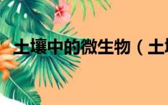 土壤中的微生物（土壤中的微生物有哪些）