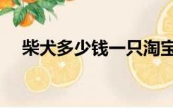 柴犬多少钱一只淘宝（柴犬多少钱一只）