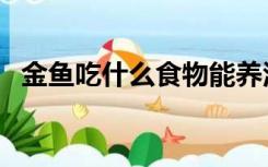 金鱼吃什么食物能养活（金鱼吃什么食物）