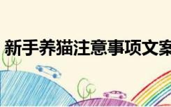 新手养猫注意事项文案（新手养猫注意事项）