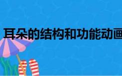 耳朵的结构和功能动画（耳朵的结构和功能）