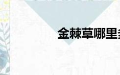 金棘草哪里多（金棘草）