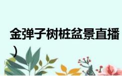 金弹子树桩盆景直播（金弹子树桩盆景怎么养）