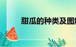 甜瓜的种类及图解（甜瓜的种类）