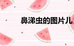 鼻涕虫的图片儿（鼻涕虫的图片）