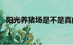 阳光养猪场是不是真的（阳光养猪场是真的吗）