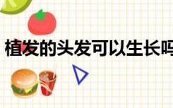 植发的头发可以生长吗（植发的头发会掉吗）