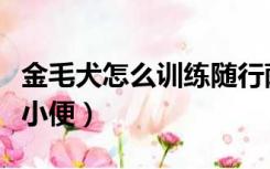 金毛犬怎么训练随行萨摩（金毛犬怎么训练大小便）