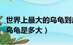 世界上最大的乌龟到底有多大（世界上最大的乌龟是多大）