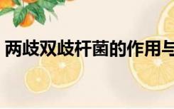 两歧双歧杆菌的作用与功效（两歧双歧杆菌）
